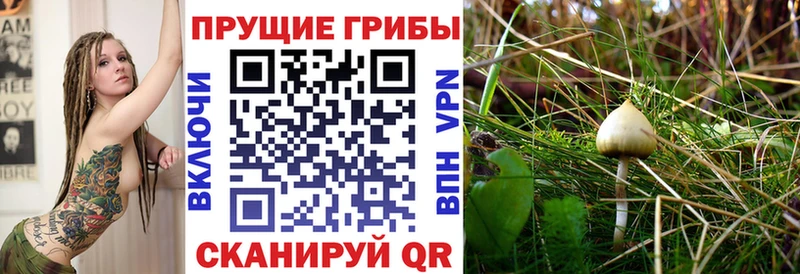 Галлюциногенные грибы Psilocybine cubensis Иланский